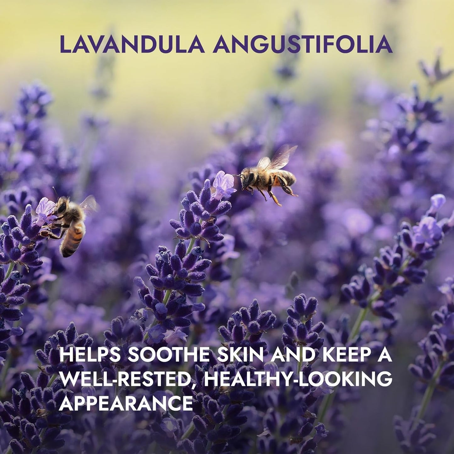 Acqua Di Lavanda  Organica – 100Ml Spray – 100% USDA Certificata Pura Bio Naturale Acqua Vaporizzata Distillata Di Fiori Preparata Da Lavanda Angustifolia Fresca