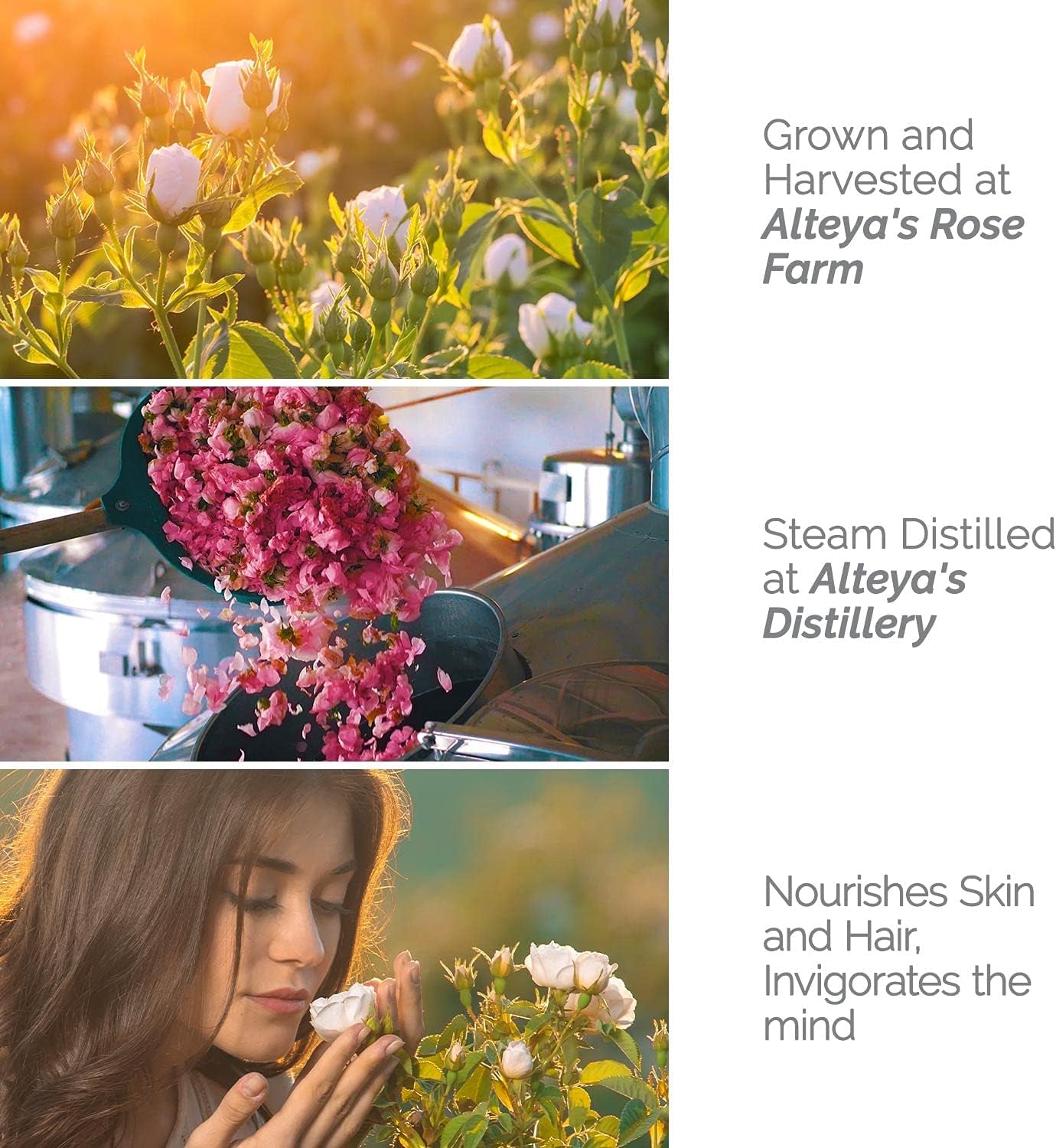 Acqua Nebulizzata Di Rosa Bianca Biologica  Da 100 Ml - 100% Acqua Con Fiori Di Rosa Alba Naturale Autentica E Pura, Con Certificazione USDA, Distillata a Vapore E Venduta Direttamente